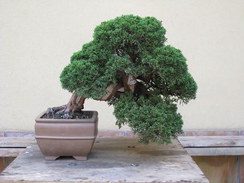 ginepro itoigawa bonsai 01